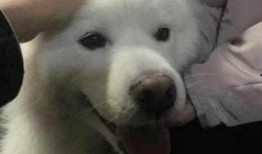 爆料三只萨摩耶视频,温馨互动萌翻网友